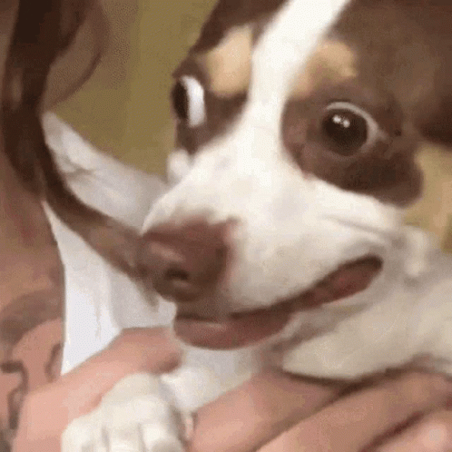 Worried Dog